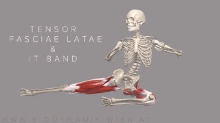 Tensor Fasciae Latae amp IT Band Basics 4k Animation [upl. by Nordna541]