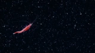 Spectacular Swimming Shrimp  Nautilus Live [upl. by Ainej]