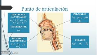 Fonética y fonología Fonemas consonánticos y vocálicos [upl. by Eiltan83]