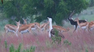 Last bustard Standing [upl. by Ahseekat561]