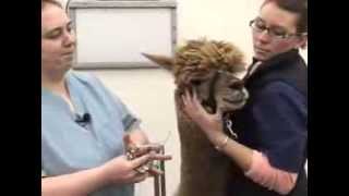 Removing Fighting Teeth in Alpacas and Camelids [upl. by Eillil]