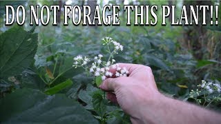 DO NOT FORAGE THIS PLANT White Snakeroot and Boneset Comparison [upl. by Margie420]