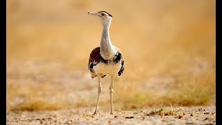 Indian bustard on the brink of extinction [upl. by Delphine97]