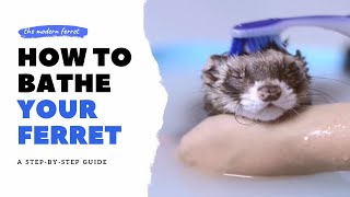 How to BATHE Your Ferret  Ferret Care [upl. by Terrena68]