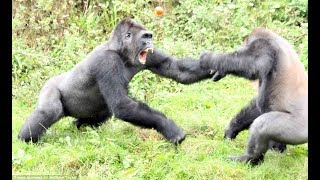 Top 5 Gorilla Fights On Camera  Zoo Fight [upl. by Harelda]