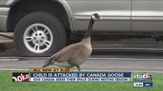 Child attacked by Canada goose [upl. by Ahtnicaj]