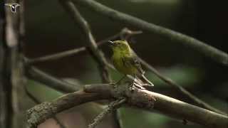 Pine Warbler singing [upl. by Hulbert]