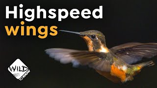 Hummingbirds in SlowMotion  HighSpeed Wings  Wild to Know [upl. by Gnehp549]