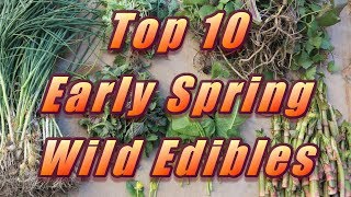 🌿 My Top 10 Early Spring Wild Edibles [upl. by Ahsiret568]