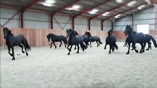 10 frisky Friesian horses [upl. by Alyda]