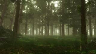 Forest Sounds  Woodland Ambience Bird Song [upl. by Irbmac321]