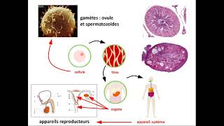 SVT 2nde  structure histologique du testicule [upl. by Kotta]