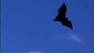 Slow Motion Bat Flying [upl. by Garrick832]