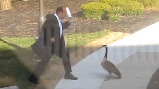 Goose Attacks Businessman LOL [upl. by Juline]