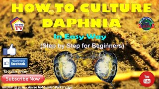 HOW TO CULTURE DAPHNIA In Easy Way [upl. by Proulx]