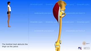 Gluteus maximus tensor fascia lata iliotibial tract [upl. by Aleusnoc]