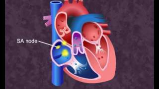 AS Biology  Cardiac cycle OCR A Chapter 85 [upl. by Araf]