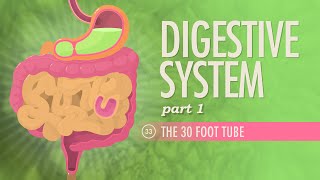 Digestive System Part 1 Crash Course Anatomy amp Physiology 33 [upl. by Lissner]