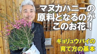 ギョリュウバイ（魚柳梅）の育て方 植え替え 剪定 花はマヌカハニーの原料！ 難しくないやり方！ [upl. by Aligna]