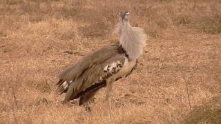 Worlds Biggest Flying Bird Kori Bustard in HD [upl. by Enyrehtak]