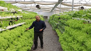 Hydroponic vegetable farming in IndiaComplete information about hydroponic system [upl. by Divadnahtanoj]