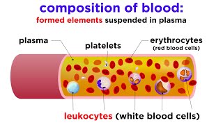 The Composition and Function of Blood [upl. by Anoel980]