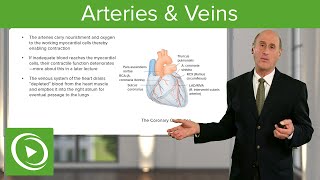 Arteries amp Veins – Cardiology  Lecturio [upl. by Ellersick44]