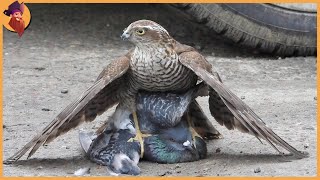 14 Best Hawk Attacks Caught On Camera [upl. by Almena]