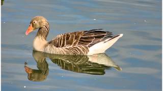 Germanywaterfowl on Lake Chiemsee [upl. by Hazaki606]