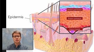 Integumentary System [upl. by Dorthea202]