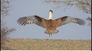 Great Indian Bustard GIB [upl. by Tocs83]