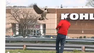 Goose protecting its brood causing problems at NJ diner [upl. by Anirbed267]