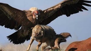 Top 10 Biggest Birds in The Worldtop 10 biggest birds in the world [upl. by Tiedeman]