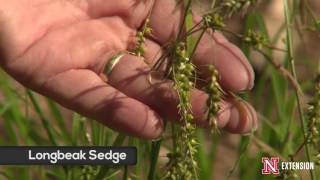 Sedges [upl. by Atsed]